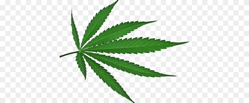 Cannabis Leaf Marijuana Leaf, Plant, Weed, Hemp Free Png