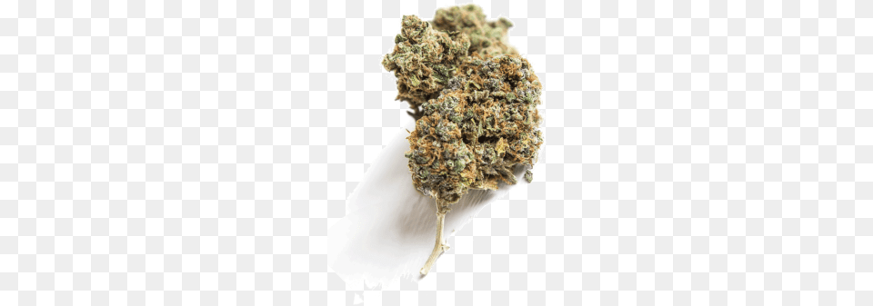 Cannabis Marijuana Arizona Cannabis, Plant, Weed, Adult, Bride Free Transparent Png
