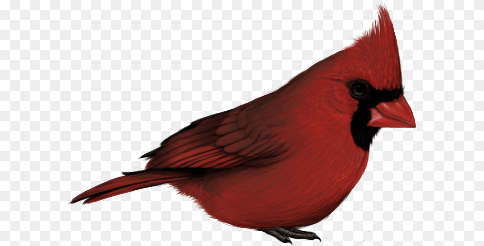 Cardinal Cardinal Bird With No Background, Animal Free Png