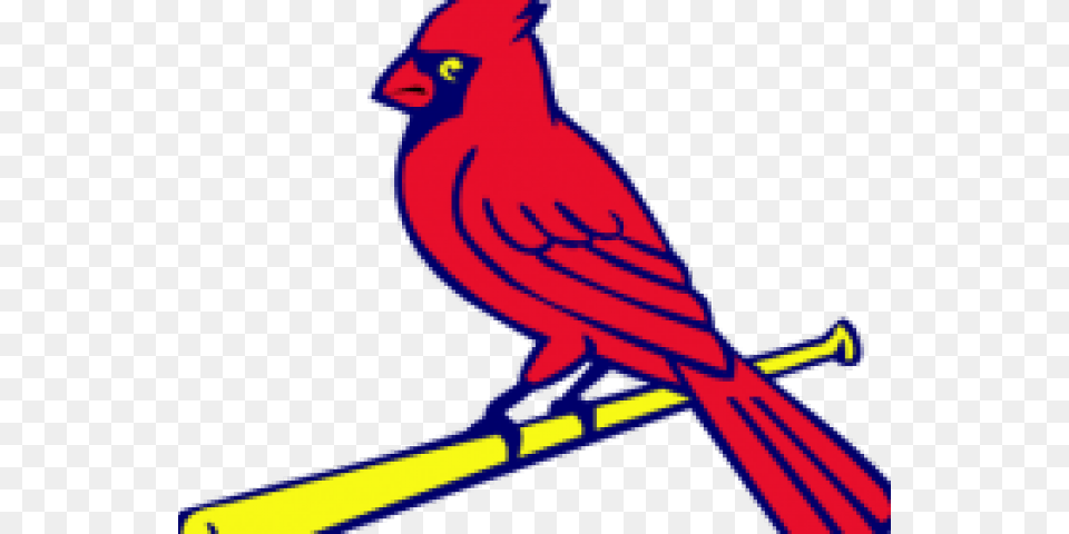 Cardinal Clipart, Animal, Bird, Person Free Transparent Png