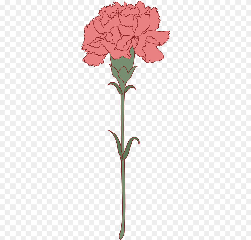 Free Carnation Flower With Pink Carnation Single Drawing, Plant Png
