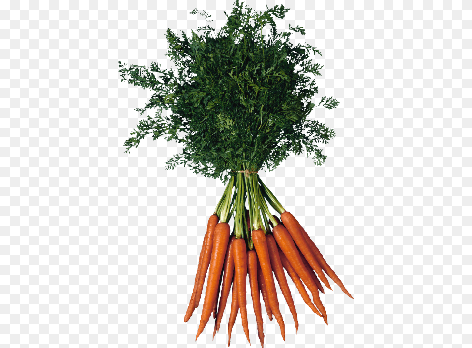 Carrot Types Of Vitamins B, Food, Plant, Produce, Vegetable Free Transparent Png
