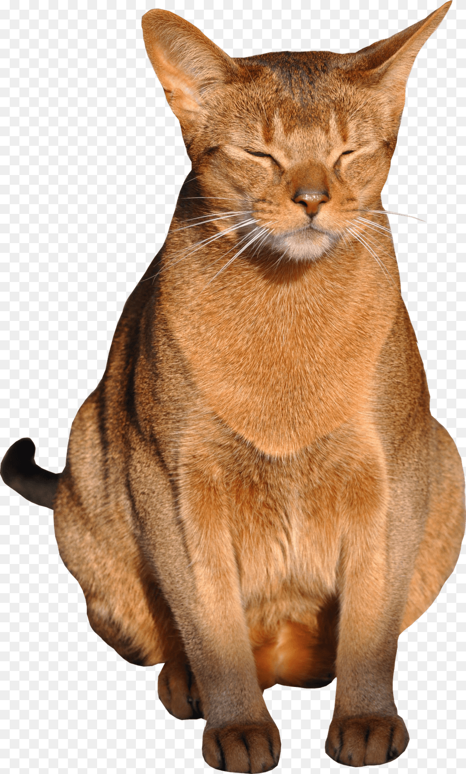 Cat Images, Abyssinian, Animal, Mammal, Pet Free Png