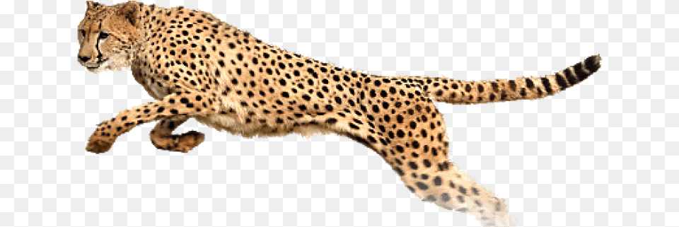 Free Cheetah Images Transparent Portable Network Graphics, Animal, Mammal, Wildlife Png Image