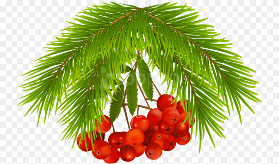 Christmas Holly Berries Images Transparent Christmas Tree, Conifer, Plant, Food, Fruit Free Png Download