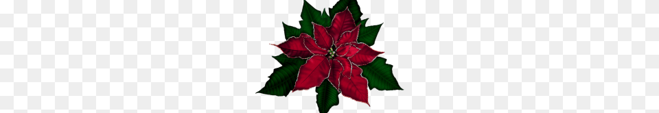 Clip Art Poinsettia Poinsettias Cliparts Download Leaf, Maroon, Plant, Flower Free Png