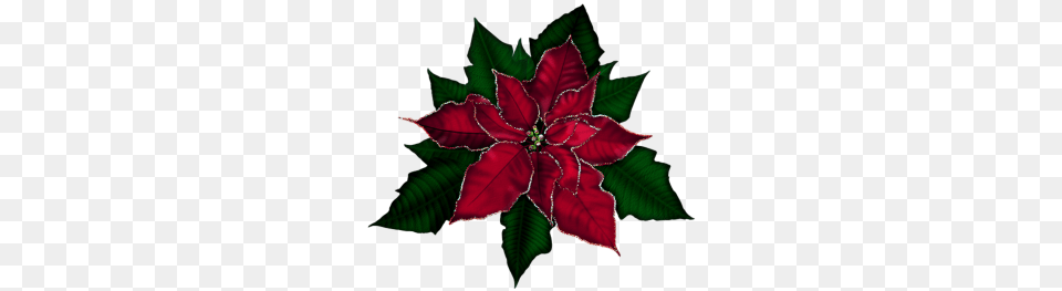 Free Clip Art Poinsettia Free Poinsettias Cliparts Download Free, Leaf, Maroon, Plant, Flower Png
