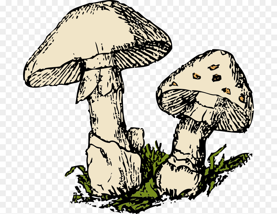 Free Clipart 1001freedownloads Com Free Mushroom Clipart, Agaric, Fungus, Person, Plant Png Image
