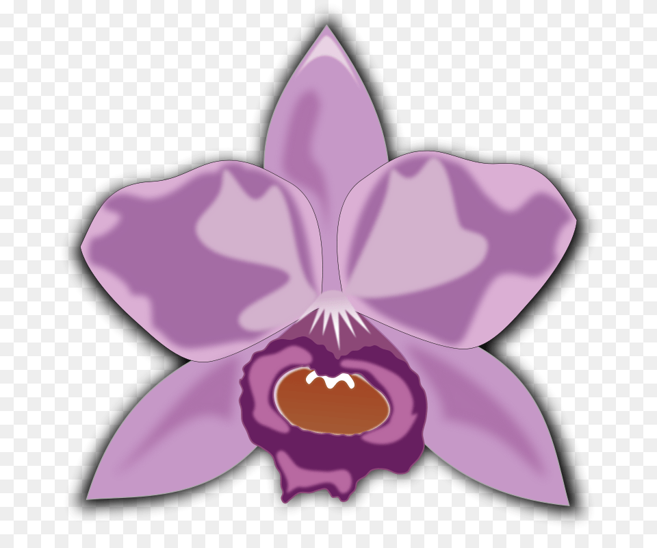 Free Clipart, Flower, Orchid, Plant, Petal Png Image