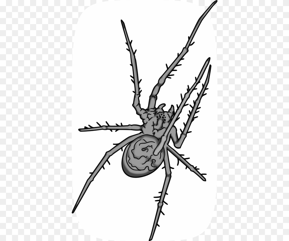 Clipart, Animal, Garden Spider, Insect, Invertebrate Free Transparent Png