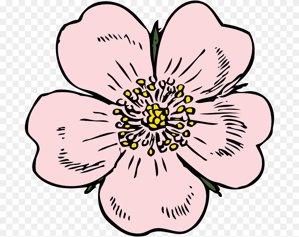 Clipart, Anemone, Anther, Flower, Petal Free Png