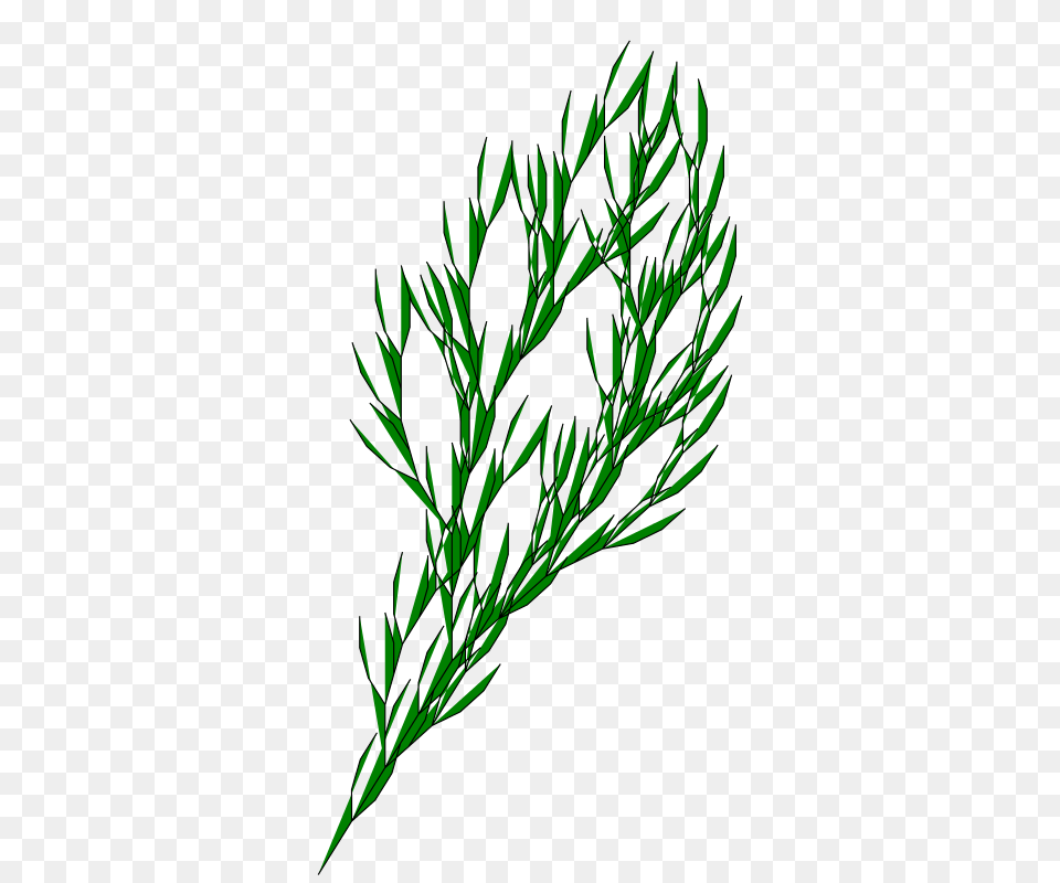 Clipart, Dill, Food, Plant, Seasoning Free Png Download