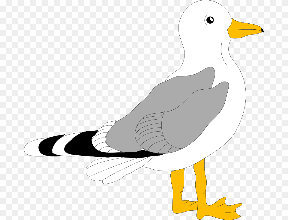 Clipart Architetto, Animal, Bird, Seagull, Waterfowl Free Transparent Png