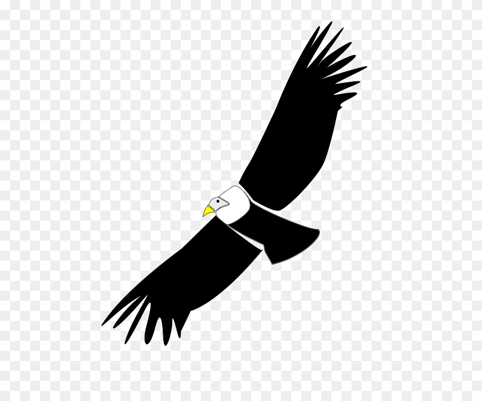 Free Clipart Condor Oscarinem, Animal, Beak, Bird, Flying Png