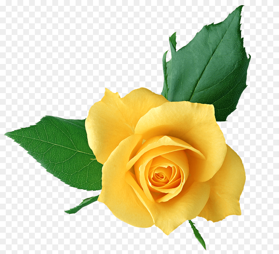 Free Clipart Ellow Rose, Flower, Plant, Leaf Png