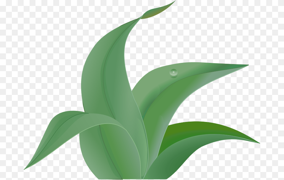Clipart Leaves Martinix, Leaf, Plant, Aloe, Animal Free Transparent Png
