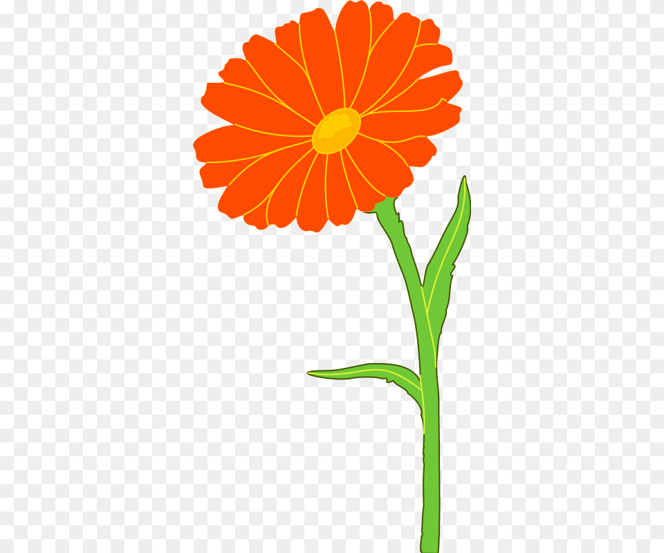 Clipart Marigold Xavidotron, Daisy, Flower, Petal, Plant Free Transparent Png