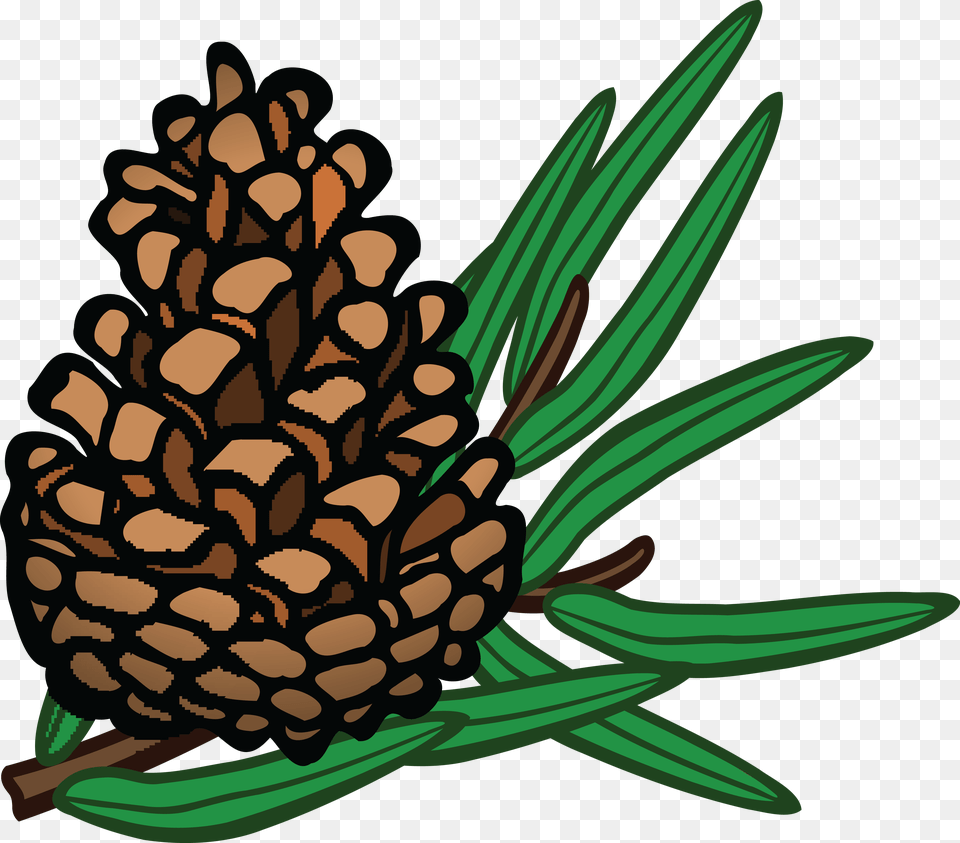 Clipart Of A Pinecone, Conifer, Plant, Tree, Larch Free Png