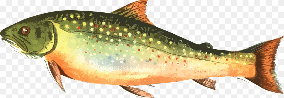 Clipart Of A Trout Fish Brook Trout Clipart, Animal, Sea Life Free Png