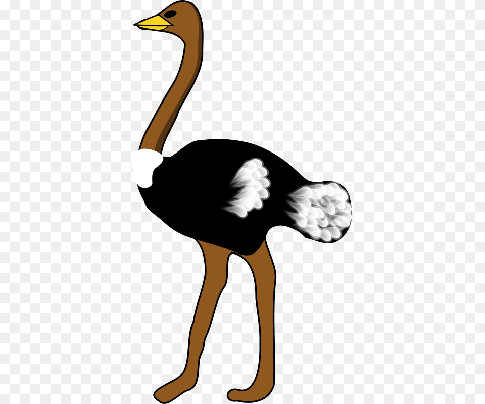 Clipart Ostrich Rpzboray, Animal, Bird, Beak, Adult Free Transparent Png