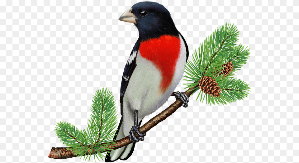 Free Clipart Rose Breasted Grosbeak, Animal, Plant, Tree, Finch Png Image