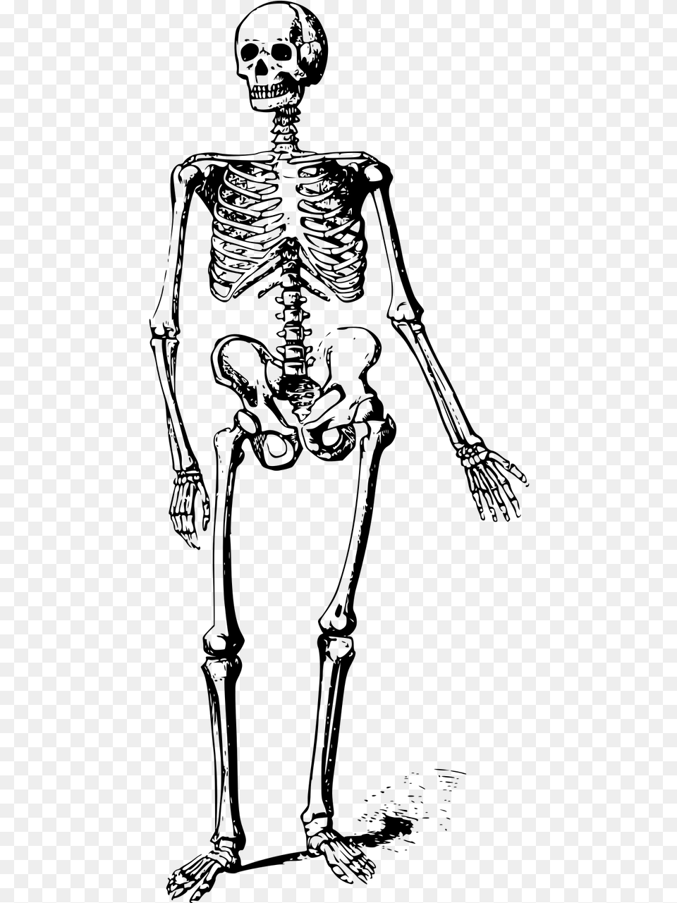 Free Clipart Skeleton, Gray Png