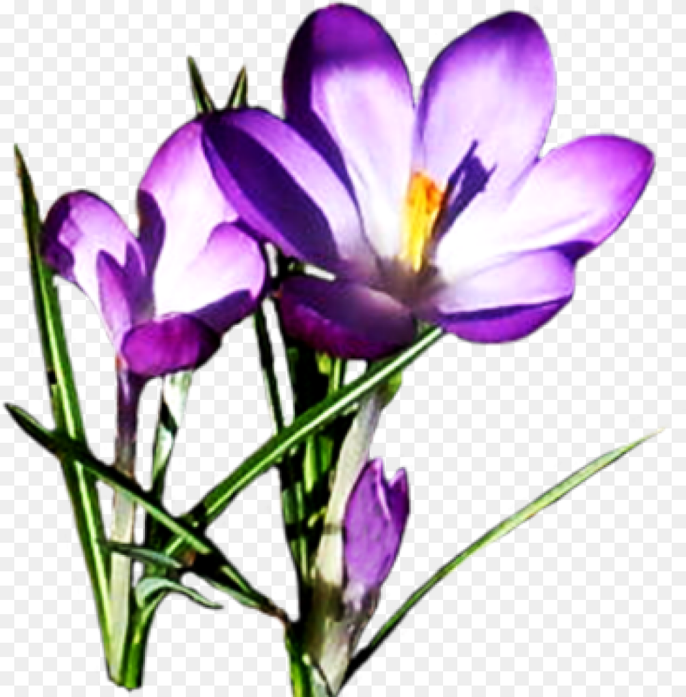 Clipart Spring Flowers Spring Clipart Spring Flower, Plant, Crocus, Petal, Purple Free Transparent Png