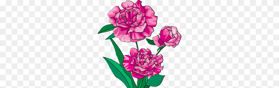 Cliparts Azaleas, Carnation, Flower, Plant, Rose Free Transparent Png