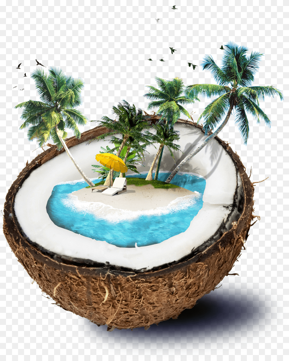 Free Coconut Konfest Coconut Tree Psd Free Download Png