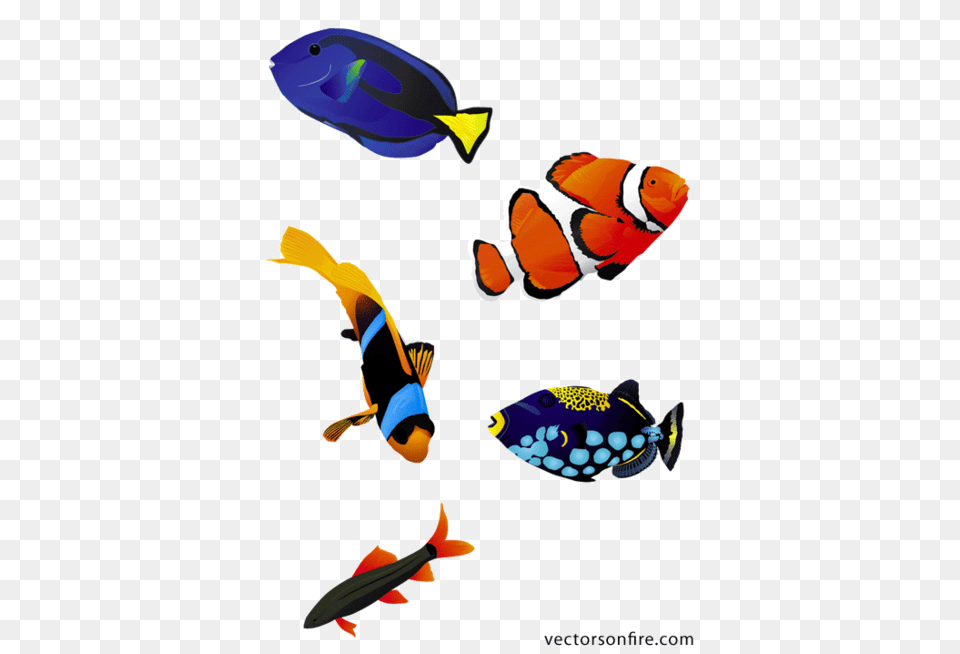Colorful Aquarium Fish, Amphiprion, Animal, Sea Life Free Transparent Png