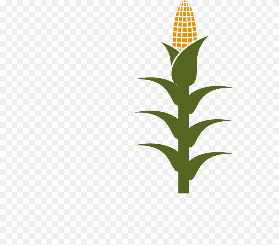 Corn Stalk Clipart, Food, Grain, Plant, Produce Free Png Download