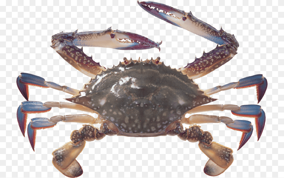 Crab Transparent Crab, Animal, Food, Invertebrate, Sea Life Free Png Download