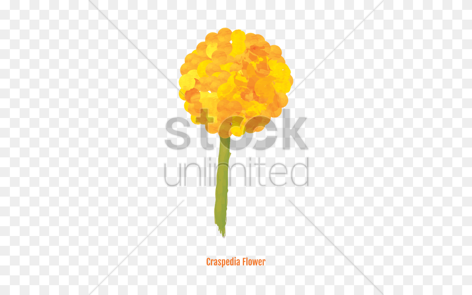 Craspedia Flower Vector, Plant, Daisy, Petal Free Transparent Png