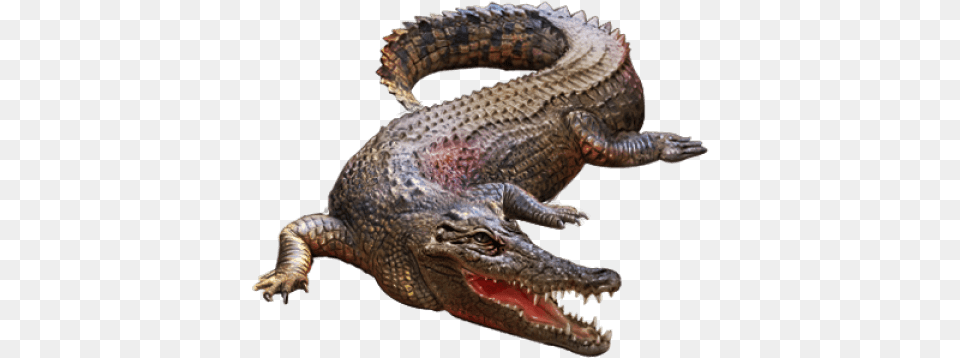 Crocodile Crocodile For Picsart, Animal, Lizard, Reptile Free Transparent Png