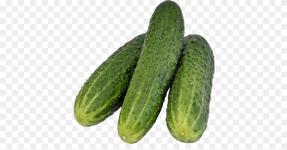 Free Cucumber Images Transparent Pickled Cucumber, Food, Plant, Produce, Vegetable Png