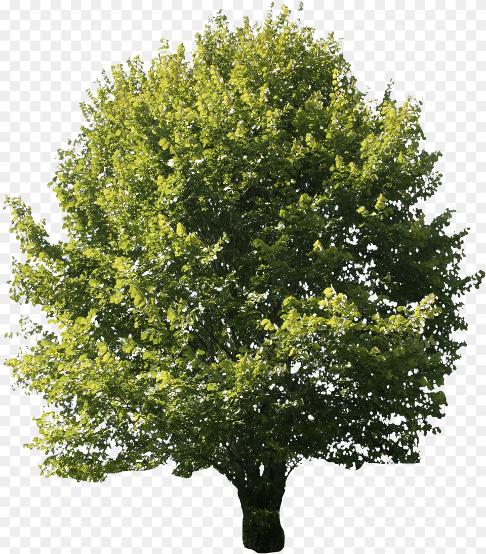 Free Cut Out People Trees And Leaves Transparent Background Oak Tree Png
