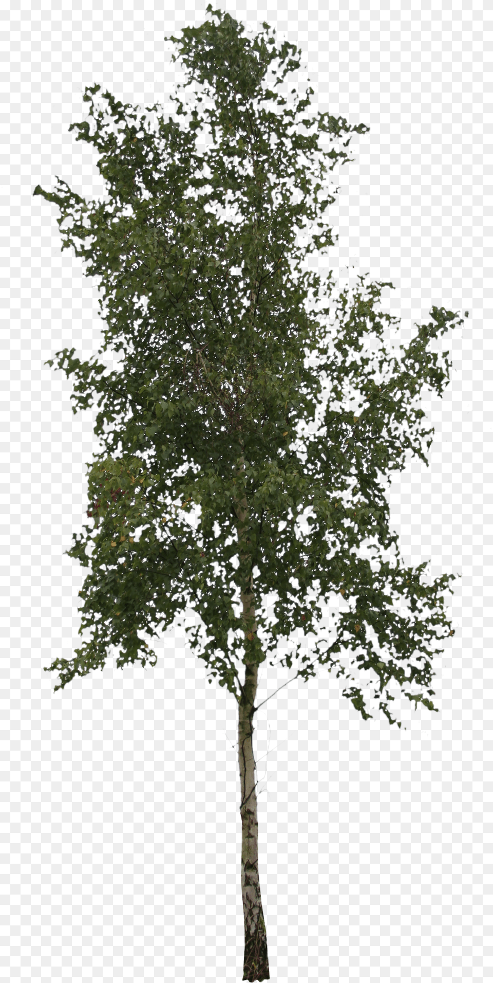 Cut Out Tree Birch People Trees And Leaves, Plant, Tree Trunk, Oak, Sycamore Free Transparent Png