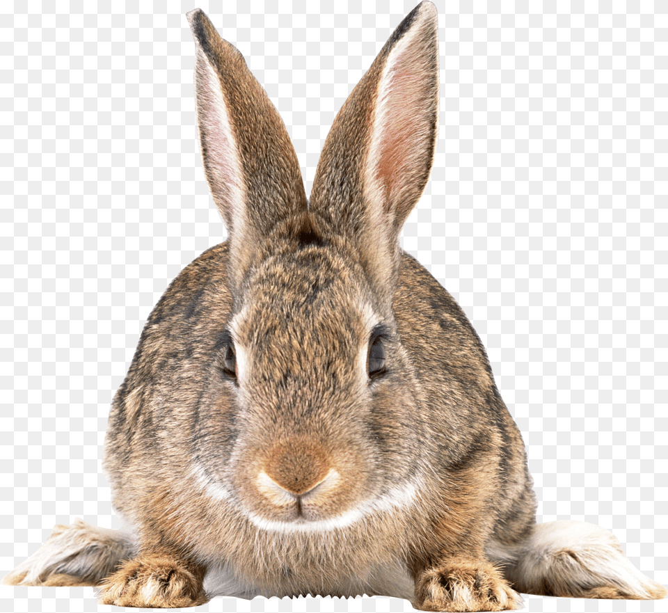 Cute Brown Rabbit Transparent Rabbit With No Background, Animal, Mammal, Kangaroo, Hare Free Png Download