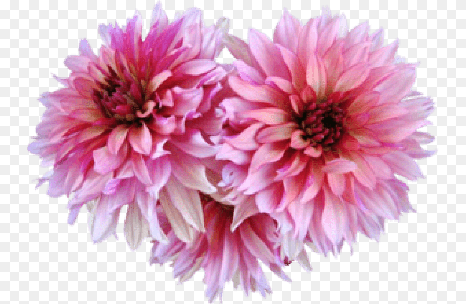 Dahlia Pink Dahlia, Flower, Plant Free Transparent Png