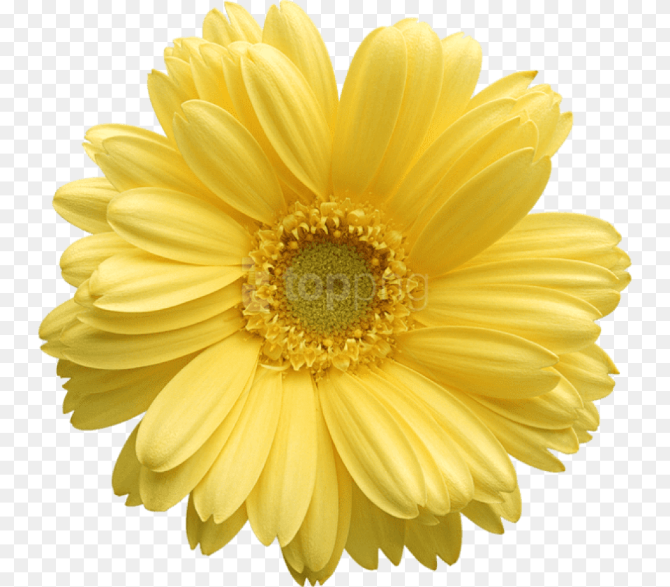 Free Daisy Public Domain Flower Images And Clipart Yellow Daisy Flower, Petal, Plant Png