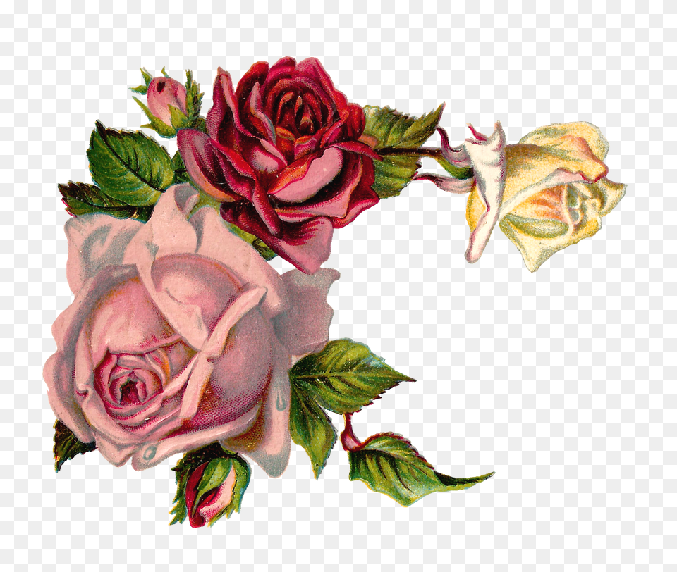 Digital Flower Pink Rose Corner Vintage Roses Corner, Plant, Pattern, Painting, Graphics Free Transparent Png