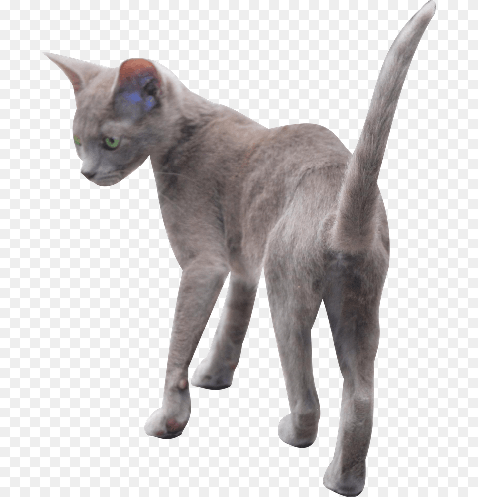 Free Digital Kitten Russian Blue Kitten, Animal, Cat, Mammal, Pet Png Image