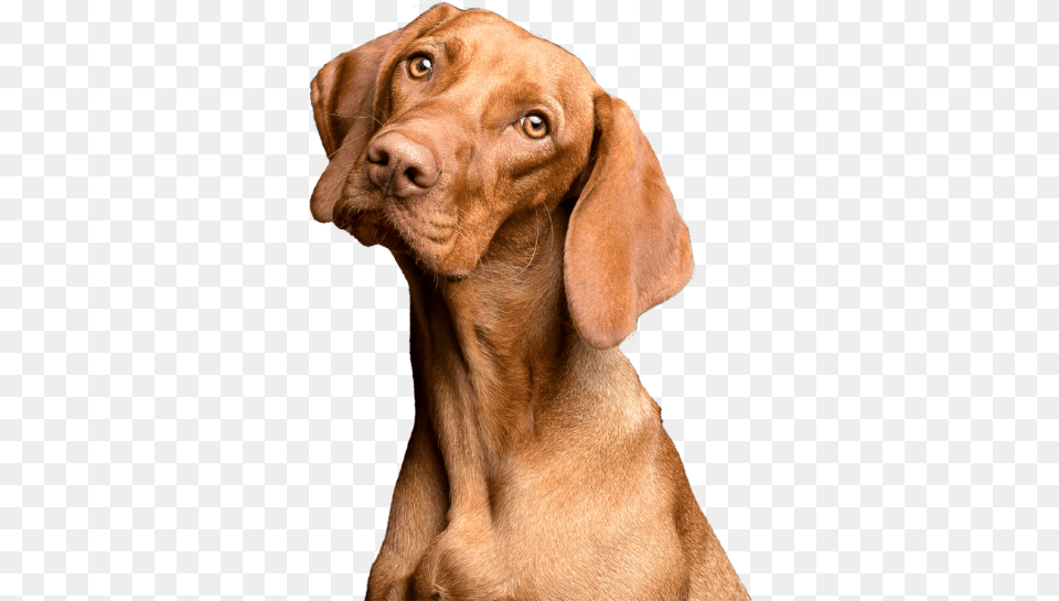 Free Dog Dog Red Brown Animal Transparent Background Floppy Eared Dogs, Canine, Hound, Mammal, Pet Png