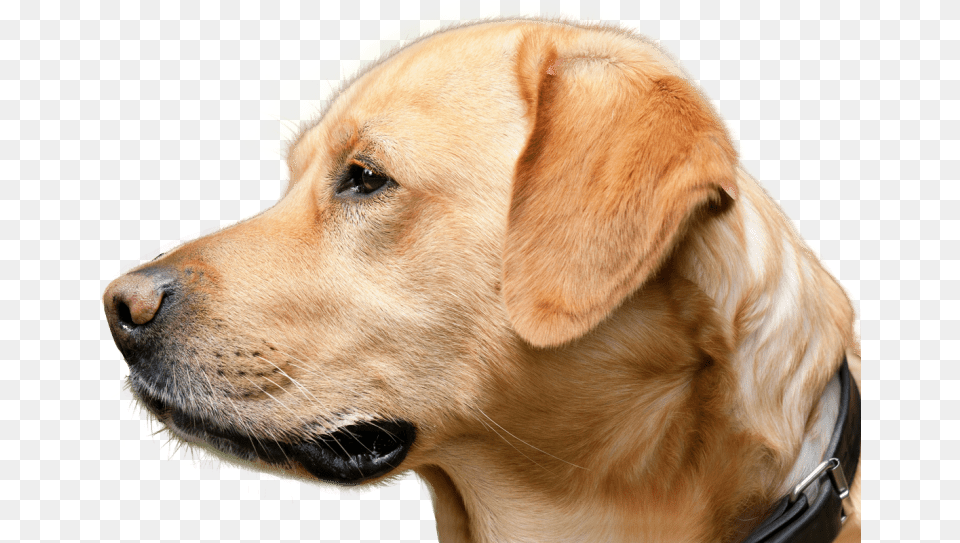 Dog Looking Images Transparent Dog, Animal, Canine, Labrador Retriever, Mammal Free Png Download