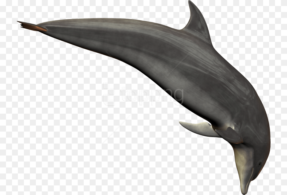 Free Dolphin Transparent Dolphin Transparent, Animal, Mammal, Sea Life, Fish Png Image