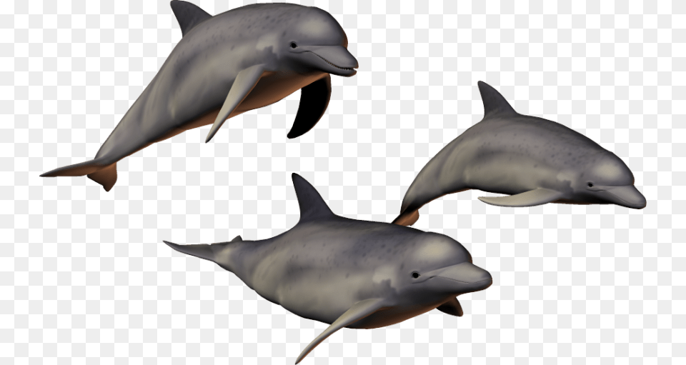 Free Dolphin Transparent Dolphin With A Transparent Background, Animal, Mammal, Sea Life, Fish Png Image