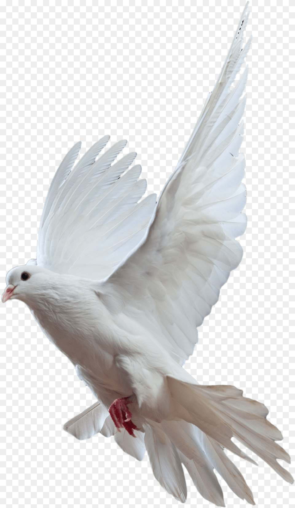 Dove Transparent Background Pigeon, Animal, Bird Free Png Download