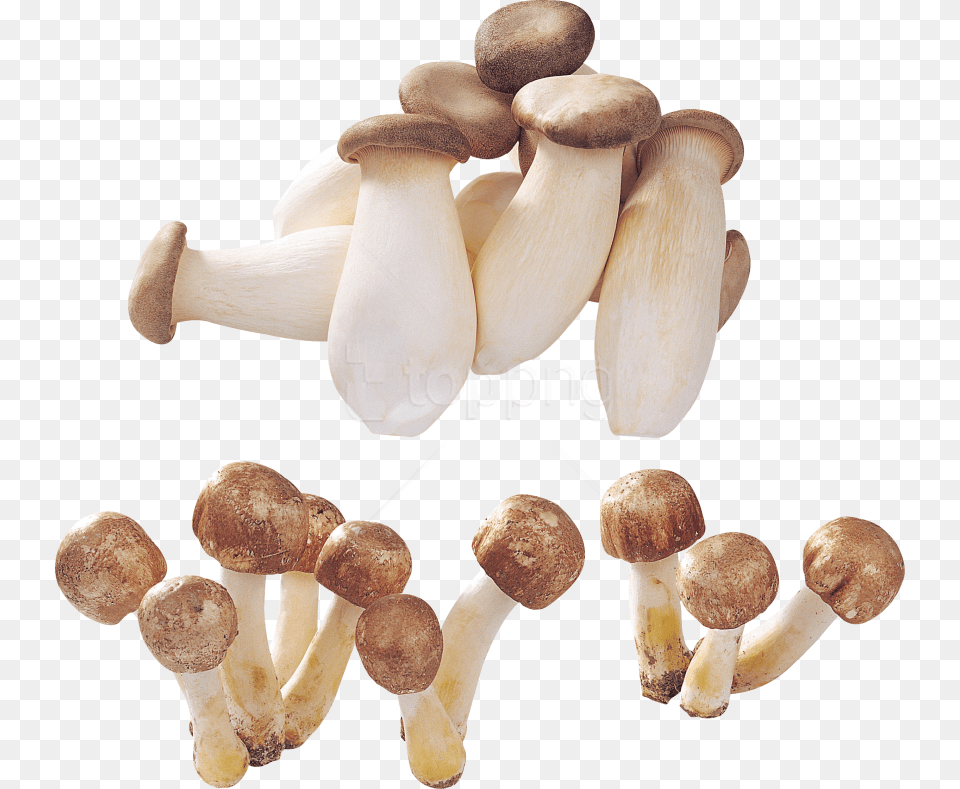 Download Alot Of Mushrooms Background Mushroom, Fungus, Plant, Agaric, Amanita Free Transparent Png