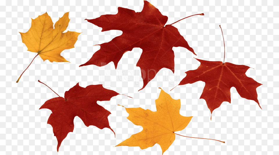 Download Autumn Leaf Clipart Photo Autumn Leaves Transparent Background, Plant, Tree, Maple Leaf, Maple Free Png