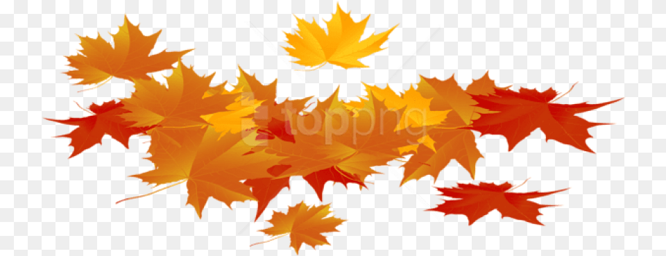 Autumn Leaves Clipart Photo Autumn, Leaf, Plant, Tree, Maple Leaf Free Png Download